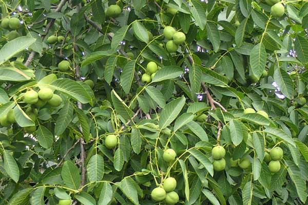 5 Reasons Why Walnut Farms Are A Good Investment In Turkey